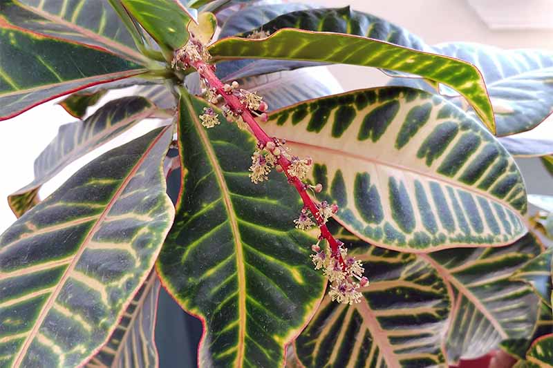 A blooming croton flower with tiny, fluffy, white blossoms on a long red stalk, with pale yellow and green leaves.