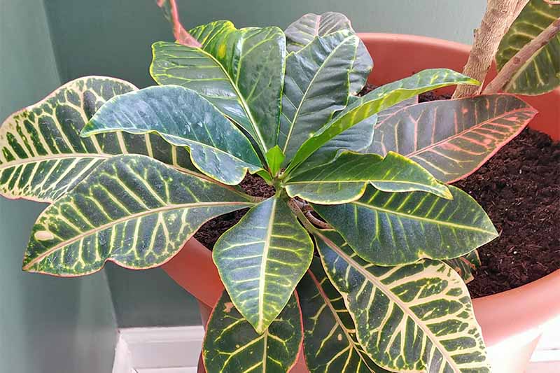 Green and yellow croton with tiny new leaves growing at the center, in a terra cotta colored plastic flower pt filled with grown soil, against a dark green wall with bright white baseboard.