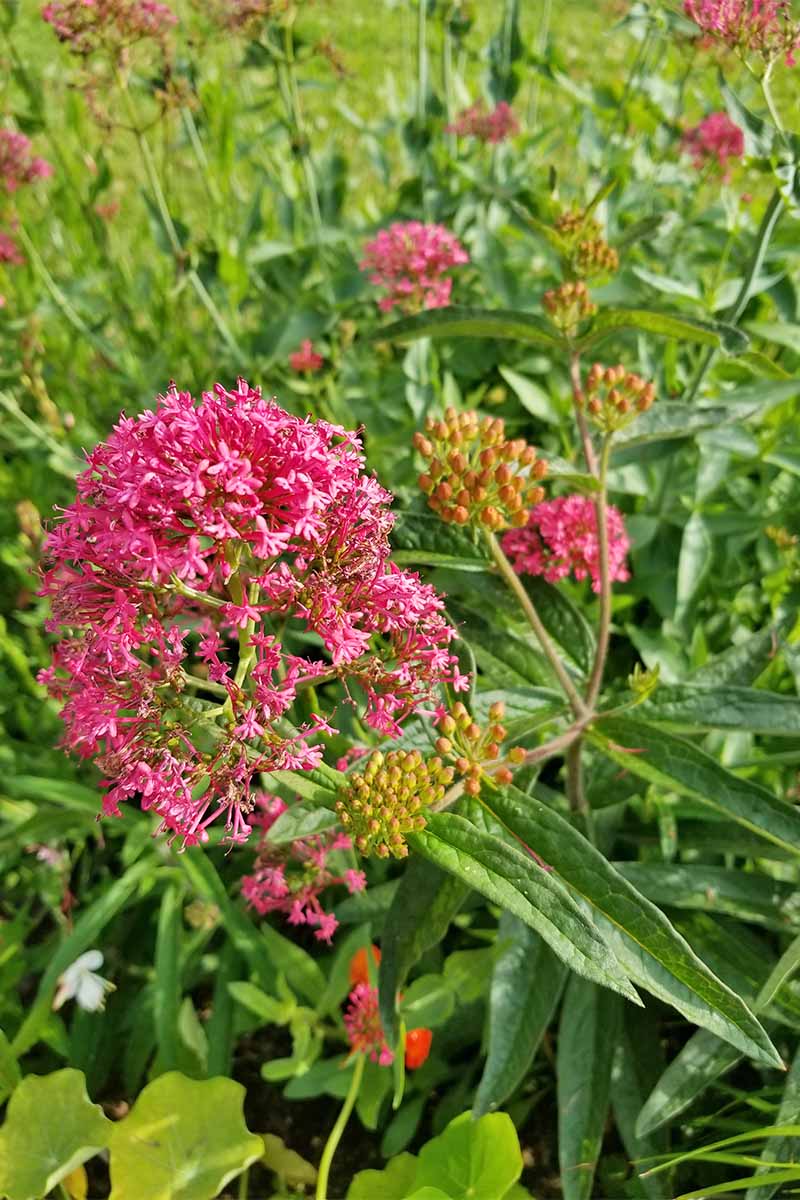 Pink Asclepias flowers with green foliage.