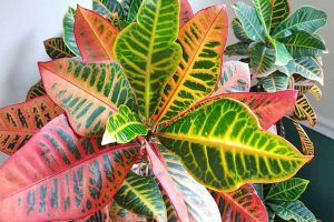 Two portions of a croton plant, one close to the camera and the other further away, with more vibrantly colored leaves on the closer portion, in a green and white painted room.