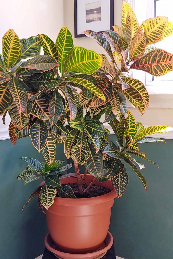 How to Cultivate Croton Plants Indoors | Gardener’s Path