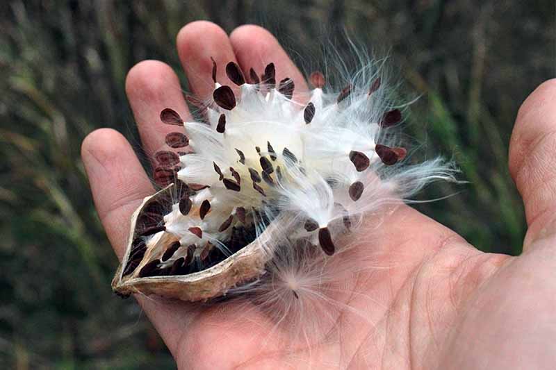 A hand holds a milkweed pod, with feathery white seeds.