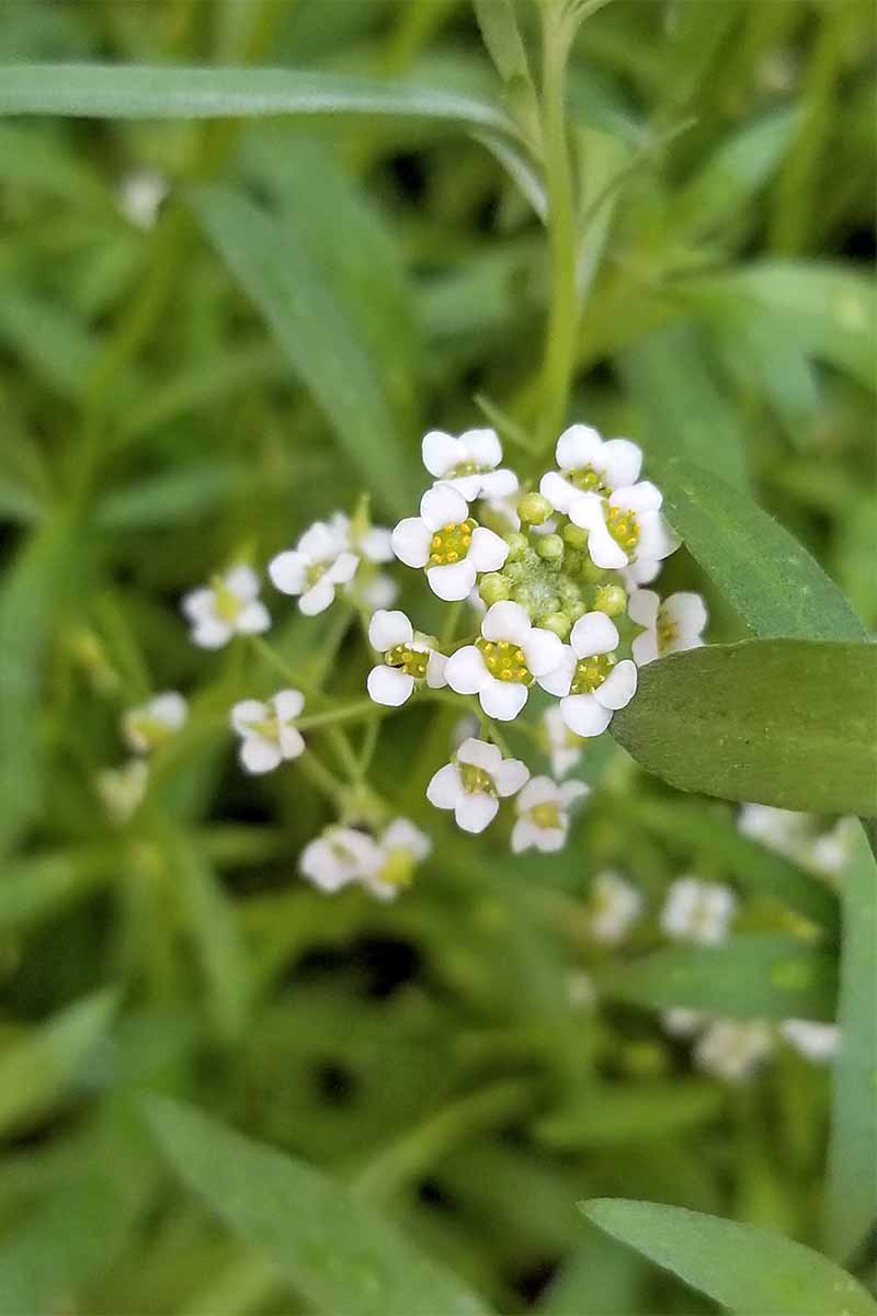 Closeup of white alyssum with green foliage in selective focus.