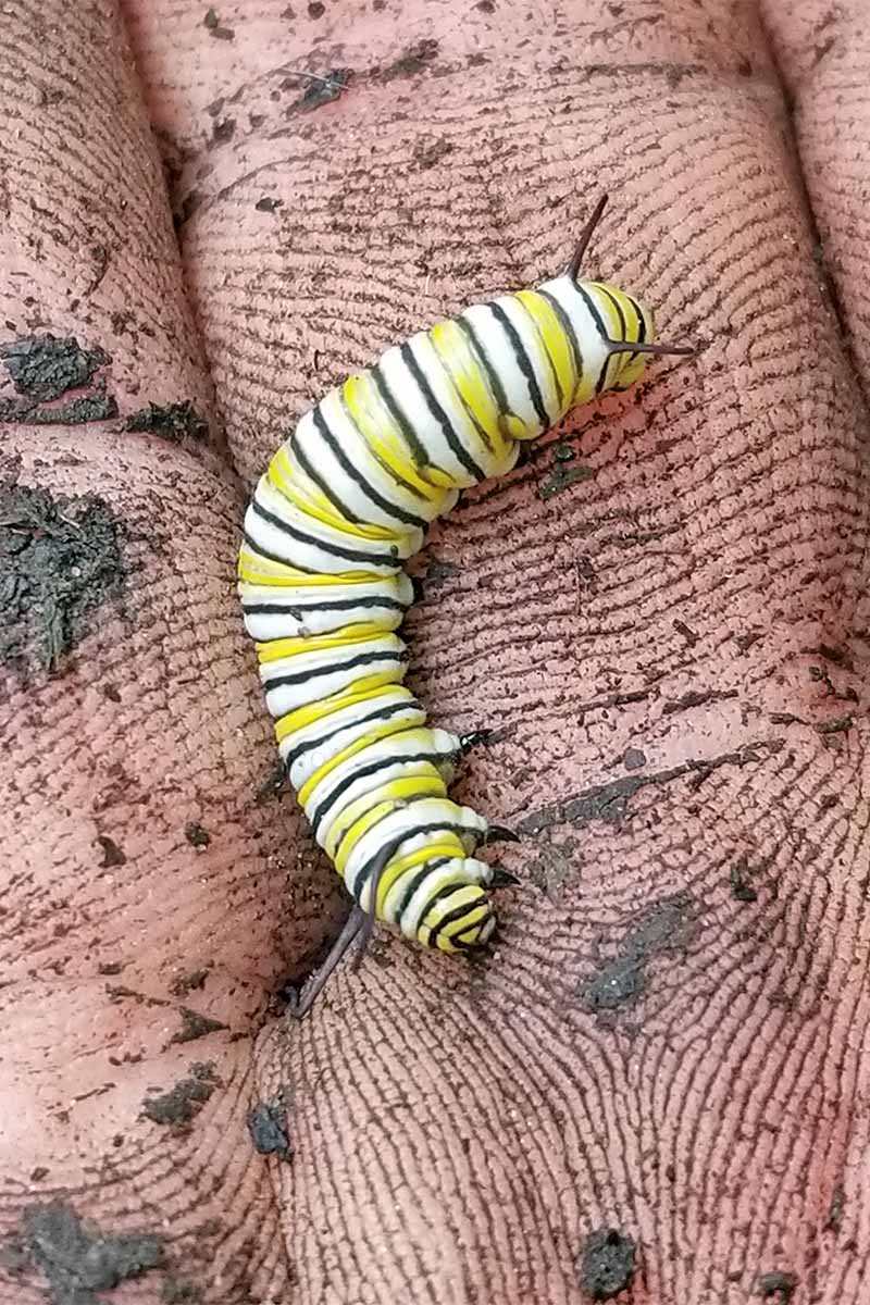 Yellow, black, and white striped Monarch butterfly caterpillar, in the palm of a person's dirt-covered hand.
