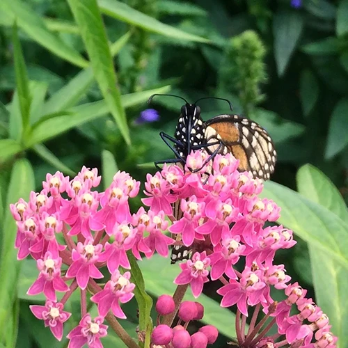 A close up of a butterfly feeding from a swamp milkweed flower growing in the garden.
