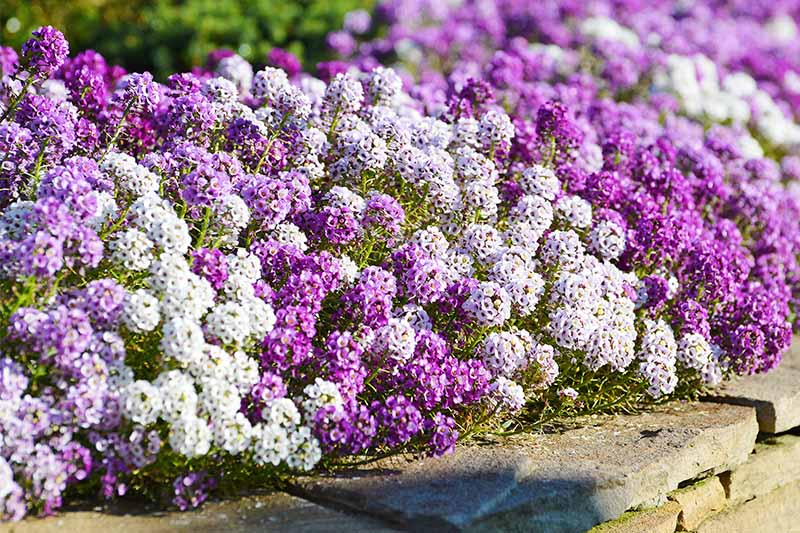 Alternating purple and white alyssum flowers creating an edge border in a garden bed.