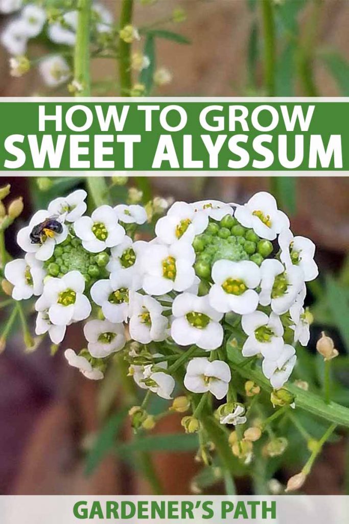 How To Grow Sweet Alyssum Lobularia Maritima Gardener S Path