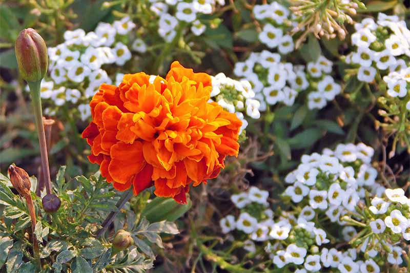 Closeup of one large orange marigold flower, with white sweet alyssum growing in the background.