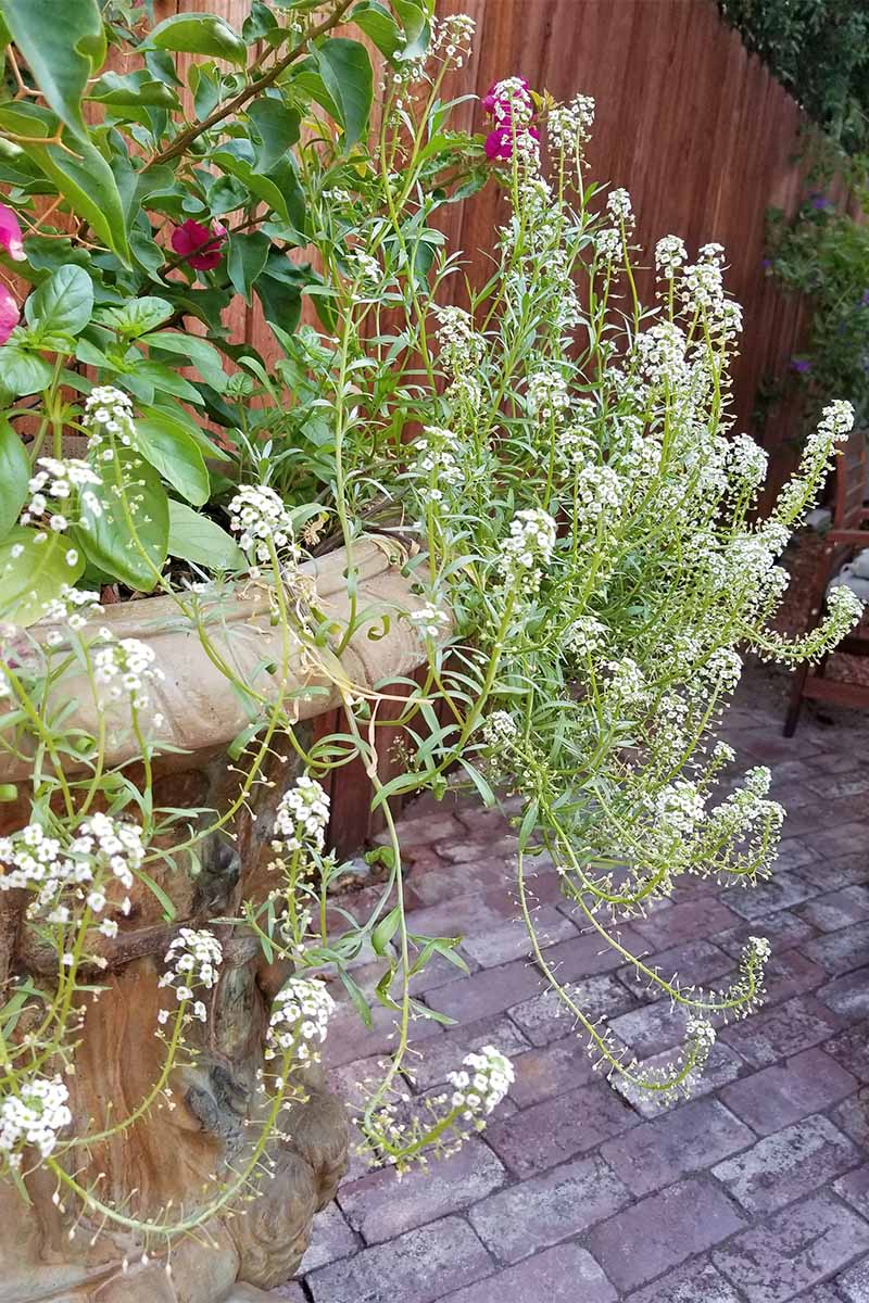 Long, trailing white sweet alyssum, growing in a stone planter with basil and bougainvillea, on a brick patio in front of a brown wood fence.