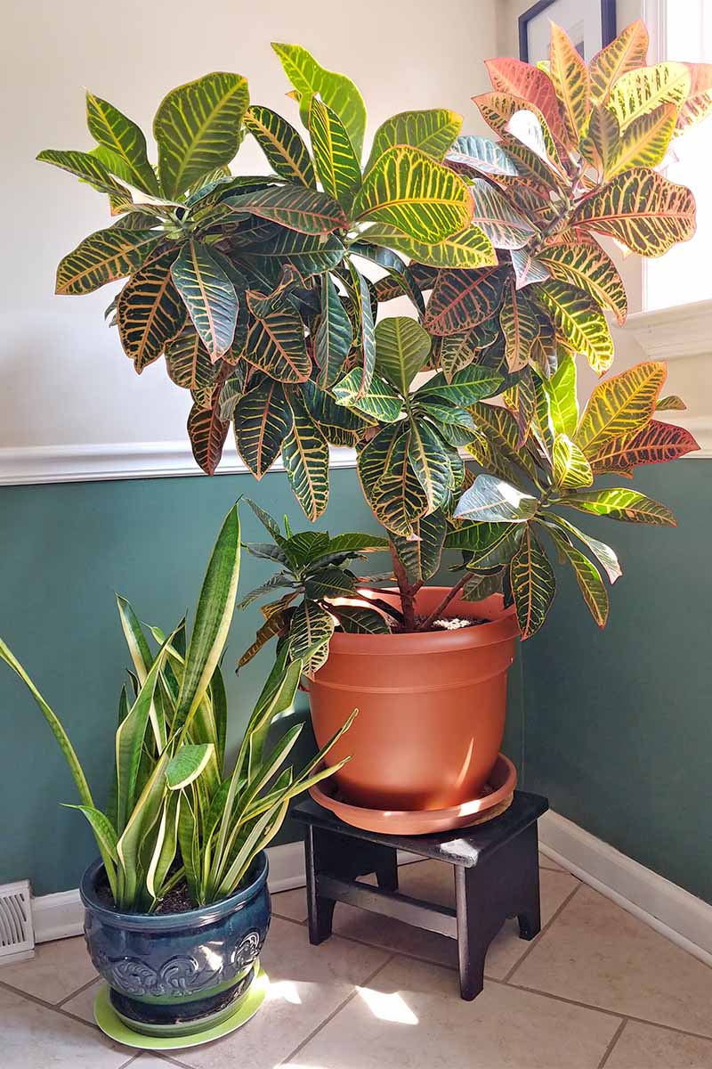A tall croton plant in a terra cotta colored plastic pot on top of a short black wooden stepping stool, next to a yellow and green snake plant in a blue ceramic pot, against a blue and white wall, on a beige tile floor, next to a window with sunshine streaming through.