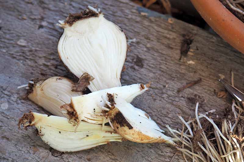 A white flower bulb sliced into chips for propagation, on an unfinished wood surface.