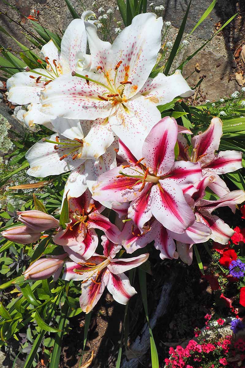 Dark and light pink and white oriental lily blossoms and buds, with green foliage, in bright sunshine.