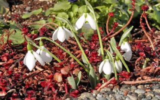 Snowdrops growing with other plants with red and green foliage in the garden.