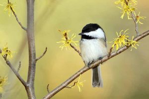 Guide to Backyard Birds and How to Attract Them to the Garden