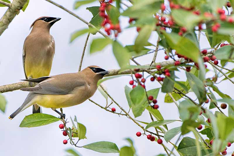 Two beige, black, and yellow cedar waxwings perched on branches with green leaves and red berries, with a pale gray background.