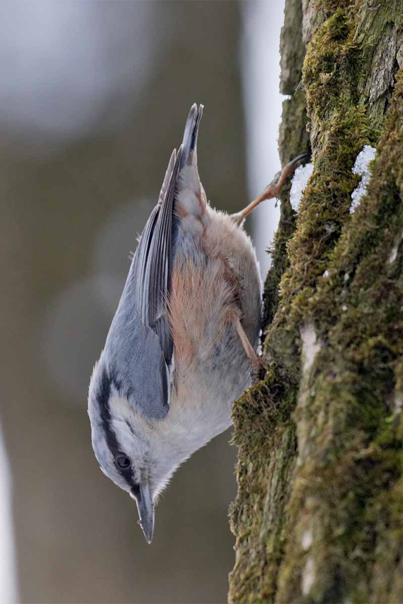 A pale blue, peach, black, and white nuthatch perched upside-down and parallel to a moss-covered tree trunk, on a gray background with white and gray bokeh.