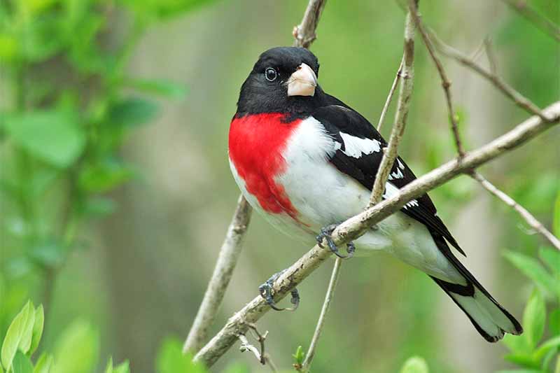 A red, black, and white rose-breasted grosbeak with a pale yellow beak, perched on a narrow branch, with green foliage in the background.