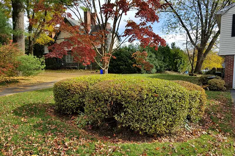 Green azalea bushes trimmed into rounded shapes, growing in the center of a green lawn with scattered fall leaves, and a Japanese maple and other plants and shrubs growing in front of a house in the background.