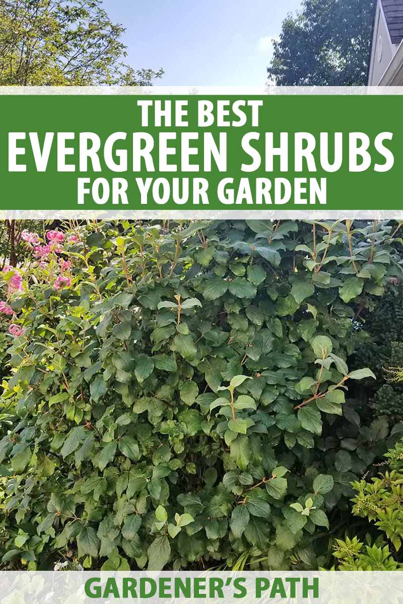 The Best Evergreen Shrubs for Your Garden   Gardener's Path