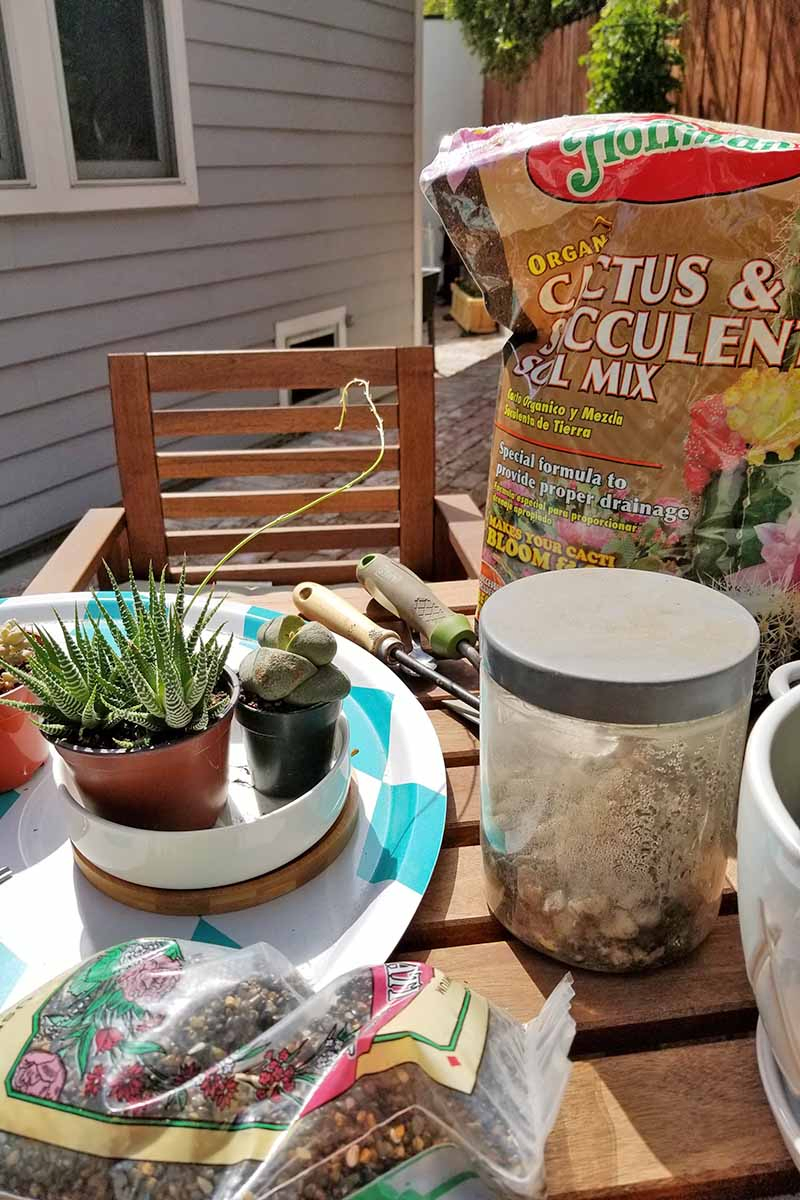 Vertical image of a brown wood outdoor table and chair, with a white and blue tray topped with a ceramic planter and various types of succulents in small plastic pots, a bag of gardening gravel, a plastic container of decorative stones, and a bag of succulent potting mix, with a white ceramic pot to the right in the foreground, and a gray house and brown fence in the background.