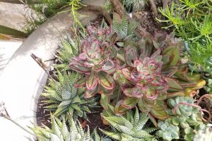 9 Must-Have Succulent Planters
