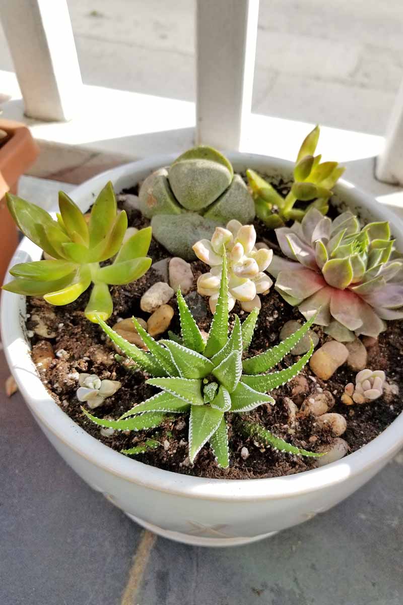 Vertical oblique shot of a round white planter filled with small succulents in dark brown soil, on a gray tile porch in front of a white railing.