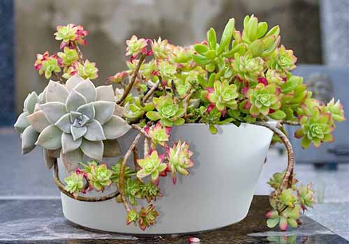 A round, white planter filled iwth succulents, on a gray surface with a light brown background.