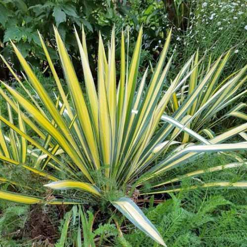 Green and yellow spiky 'Color Guard' yucca growing among other types of foliage in various shades of green.