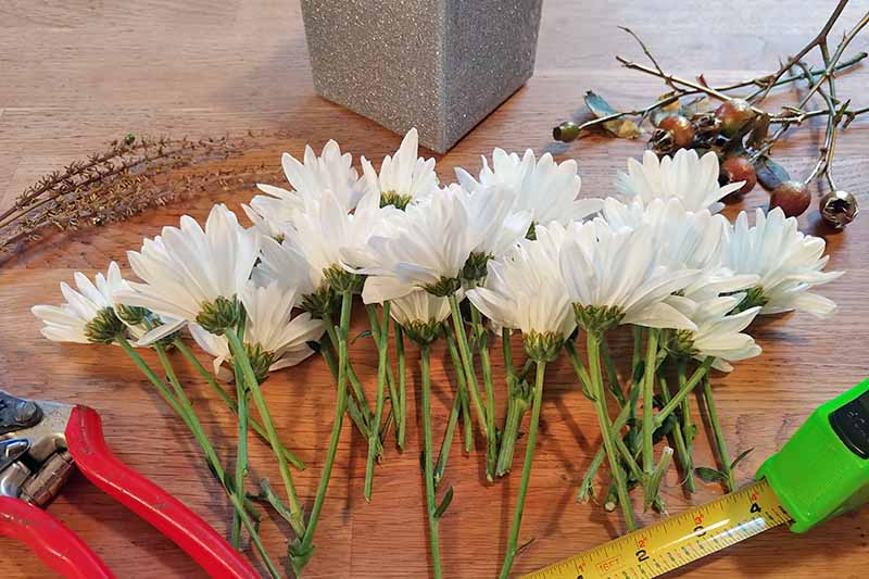 White chrysanthemums with stems cut to size, arranged in a row on a brown wood surface, with red-handled garden pruners and a green and yellow tape measure, two piles of rose hips and twigs from the garden, and a silver square-shaped container.