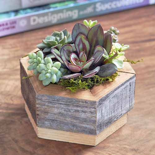 Square image of a hexagonal wood planter filled with succulents and moss, on a wood surface with gardening books in the background.