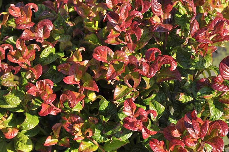 Closeup of the curly burgundy and green leaves of Leucothoe axillaris 'Curly Red.'
