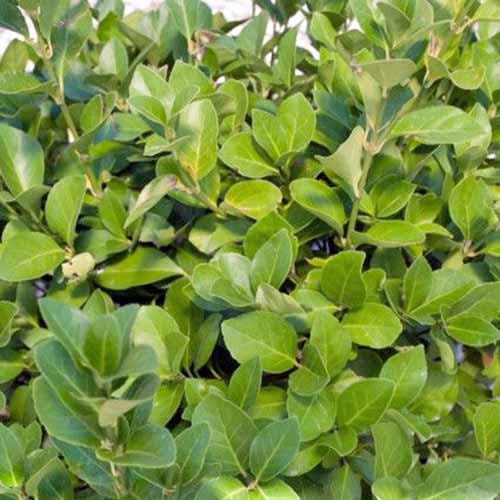 A close up square image of green 'Manhattan' euonymus leaves.