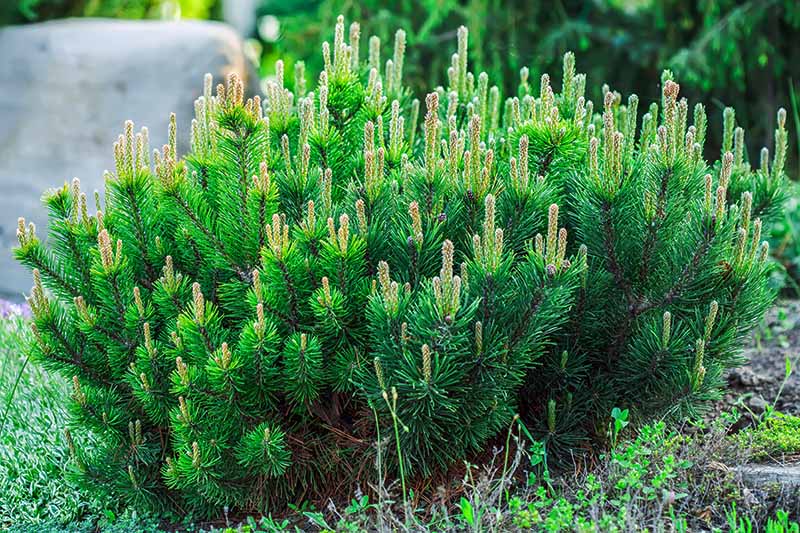 Upright Mugo pine with pale beige conelike growth at the top of each branch, growing in a garden bed.