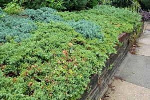 Blue and green juniper growing in a carpet in a garden bed with a wood retaining wall, with a sidewalk to the right.