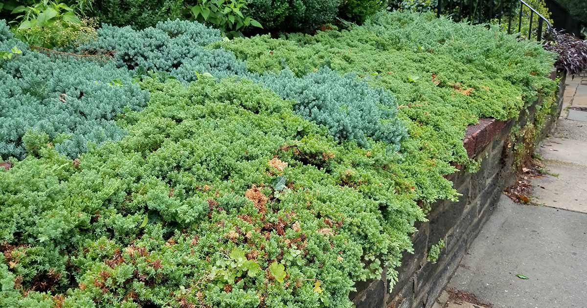 The Best Evergreen Shrubs For Your Garden Gardener S Path