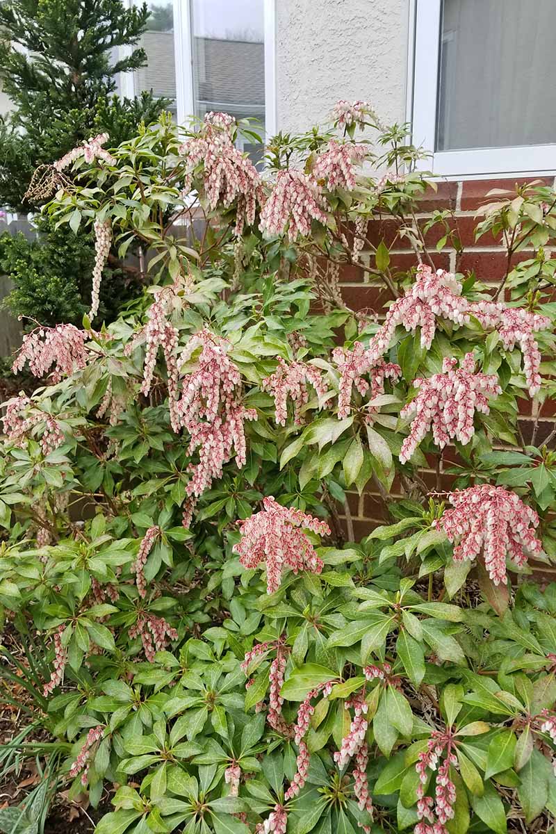 A large Pieris japonica shrub with green leaves and pink cascading flowers, growing in front of a brick house.