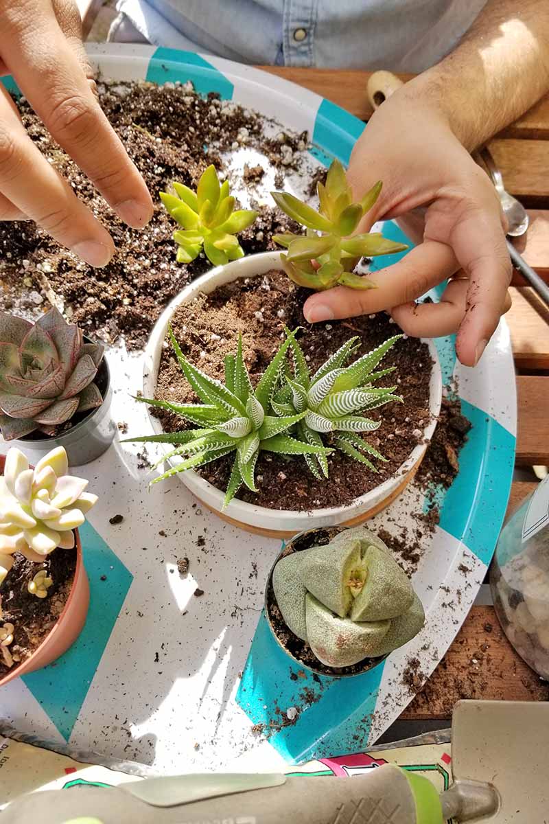 Closeup of two hands, one holding a small succulent and the other at the ready to pack it into place in the round white container below, with scattered soil and more small plants in plastic pots on a round white and blue tray with a diamond pattern, on a wood table with a small shovel.