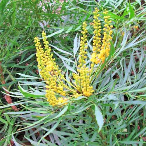 'Soft Caress' mahonia with feathery green leaves and yellow flower spikes.