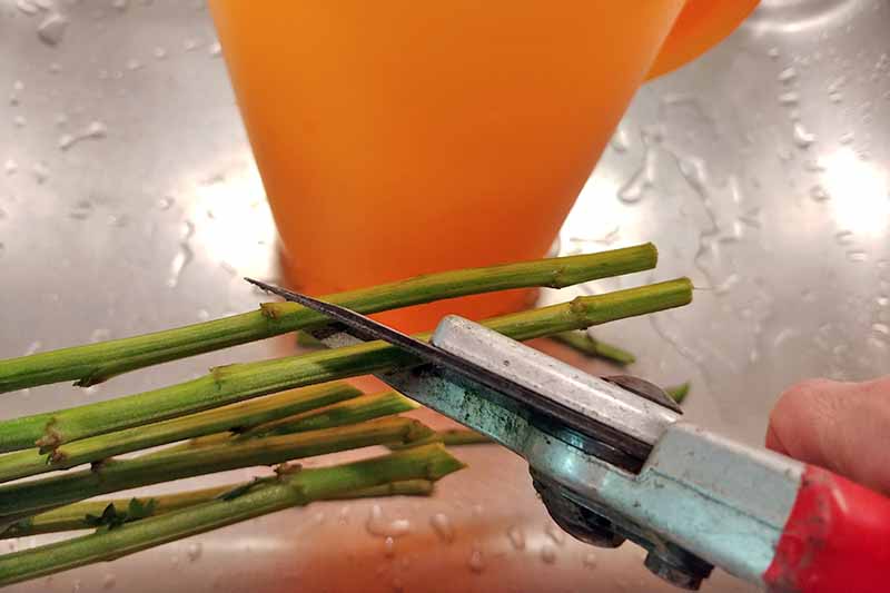 Closeup closely cropped image of a hand holding garden pruners to trim flower stems at a 45-degree angle, with an orange plastic pitcher in the background, in a metal sink sprinkled with water.
