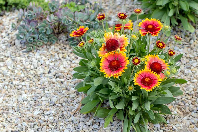 A cluster of yellow and red blanket flowers with green leaves, growing in a garden bed topped with gravel, with succulents in the background.