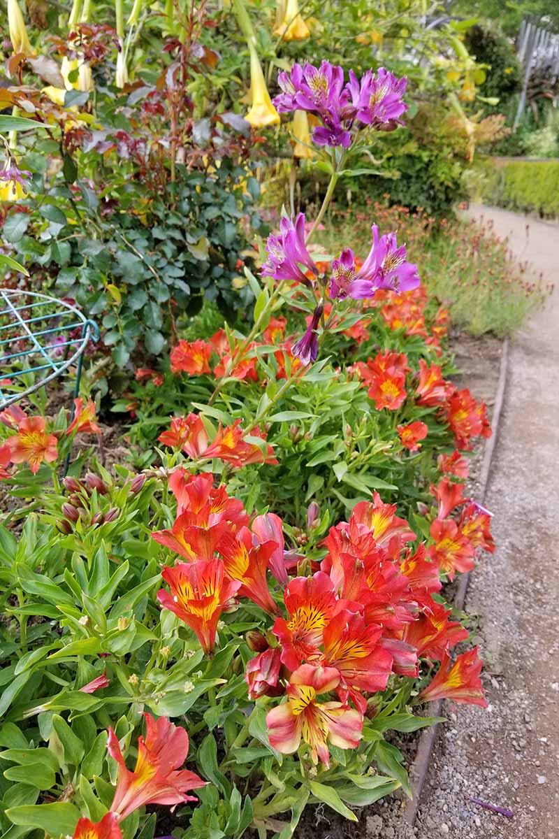 Vertical image of red and yellow and pink alstroemeria flowers with green flowers, planted in a garden bed next to a cement pathway with other plants and a wire plant support to the left of the frame.