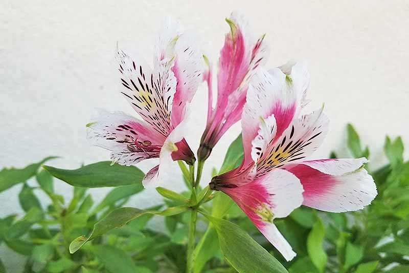 Pink and white Peruvian lily flowers with green stems and leaves, on an off-white background.