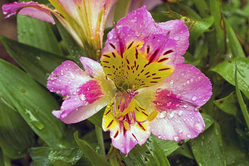 Closeup image of a pink and white Peruvian lily flower with rain droplets on the petals, and green foliage with signs of minor insect damage.