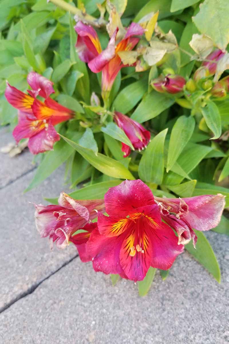 Closeup image of red and yellow Alstroemeria flowers with green leaves, growing over a cement sidewalk.