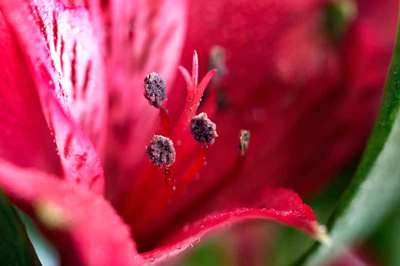Extreme closeup of a red Peruvian lily flower.