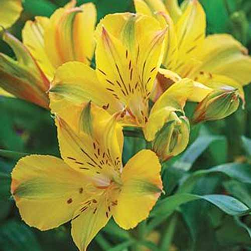 Square closeup image of a cluster of yellow 'Colorita Ariane' Peruvian lily blossoms, with green leaves.