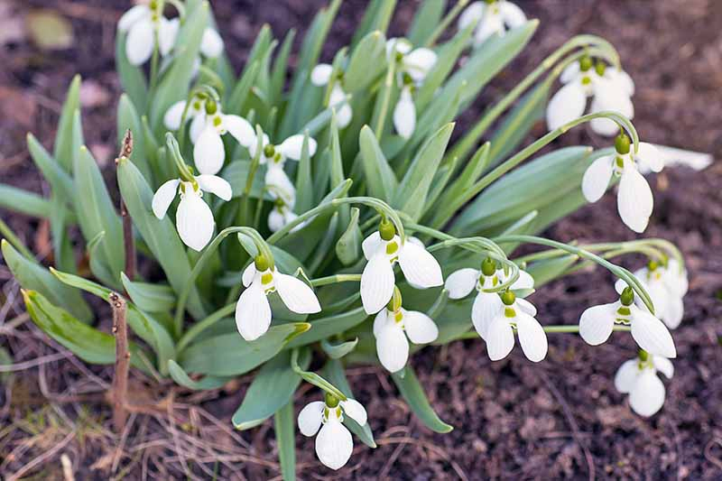 Oblique overhead shot of white Galanthus flowers with green leaves, growing in soil topped with brown leaf mulch.