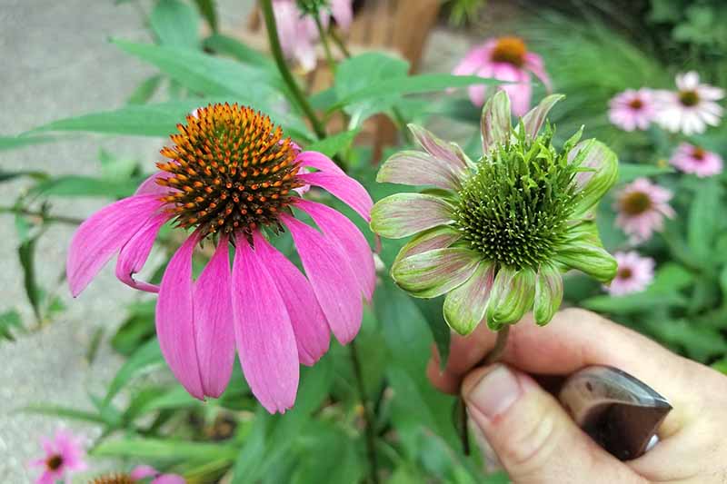 A pink coneflower beside another that is being grasped by a hand also holding garden pruners, illustrating that the grasped specimen has asters yellow disease and displays a green hue throughout, with more flowers in the background and a cement pathway.