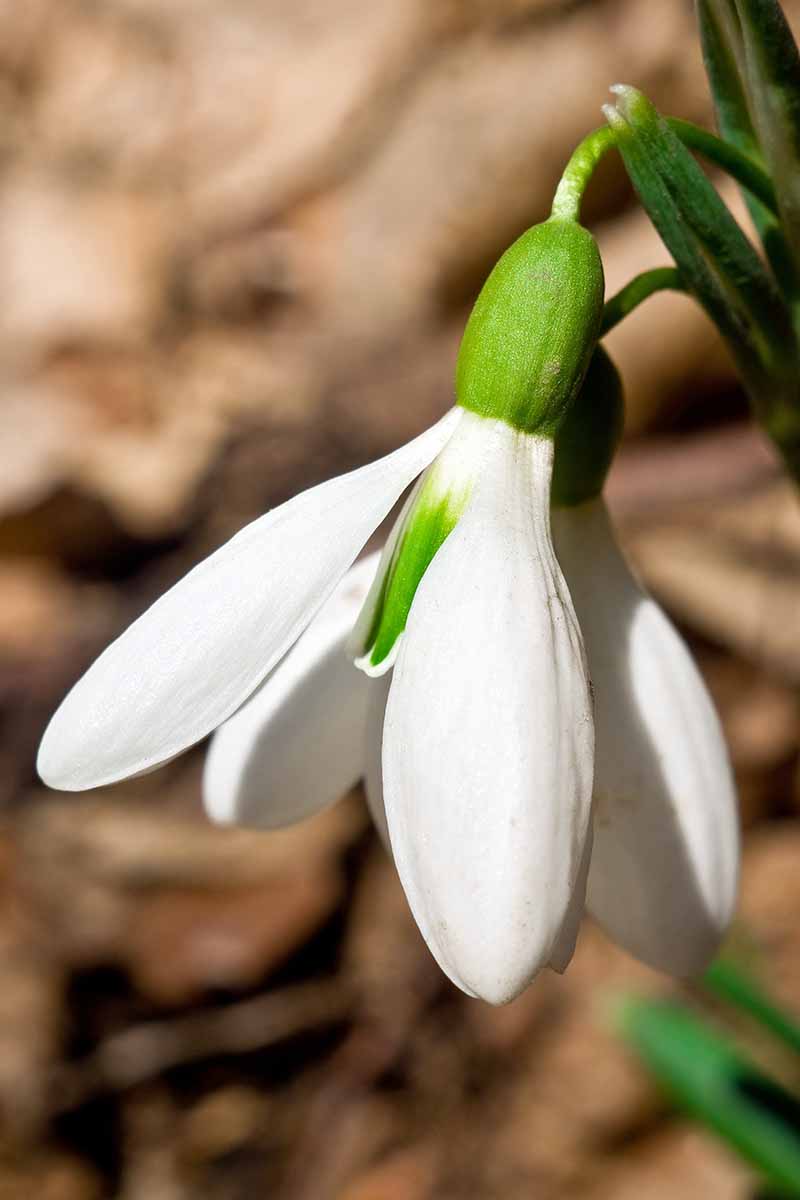 Closeup of a snowdrop flower with white petals and a green stem, on a brown mottled background.