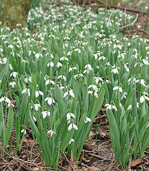 Multiple clusters of Galanthus elwesii flowers growing in mulch-covered ground.
